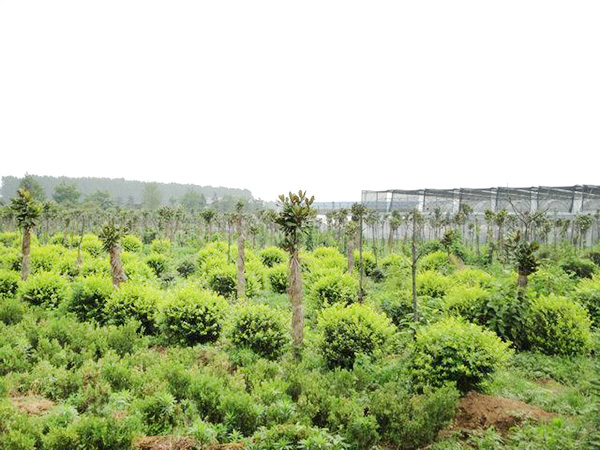 實(shí)景展示06