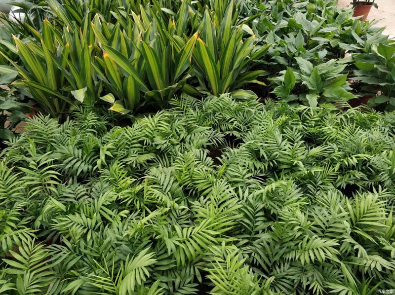 小編帶您走進(jìn)興隆花卉大世界花卉市場(chǎng)